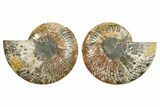 Cut & Polished, Crystal-Filled Ammonite Fossil - Madagascar #296402-1